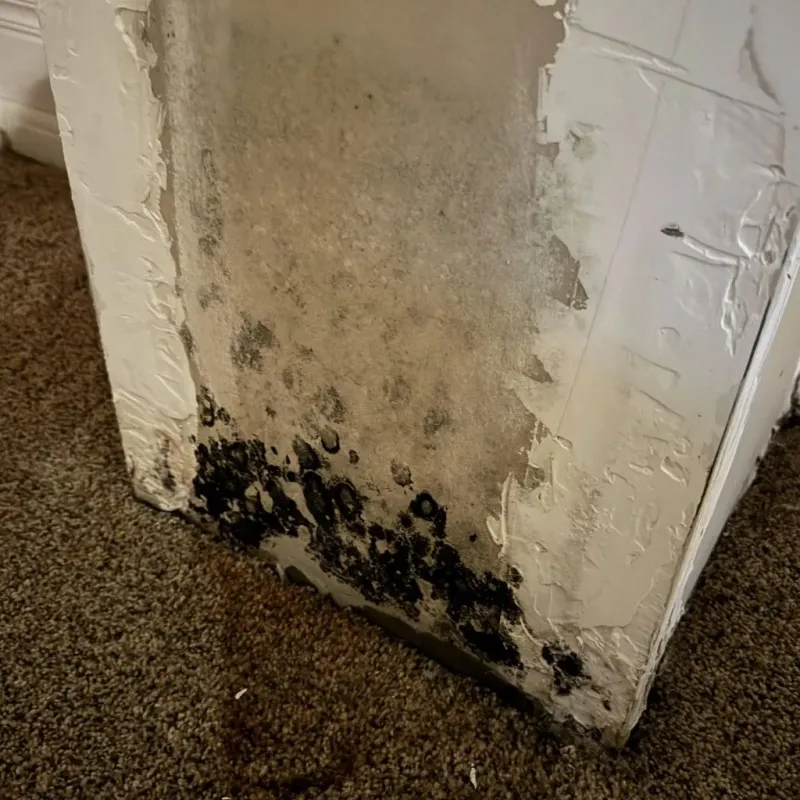 Professional Mold Removal in Garden City, NY